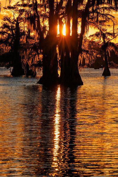 Jones, Adam 아티스트의 Bald cypress trees silhouetted at sunset Caddo Lake-Uncertain-Texas작품입니다.